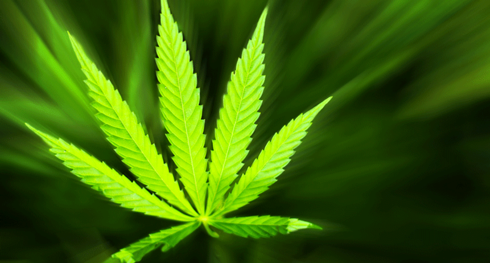 Top 50 most influential marijuana users