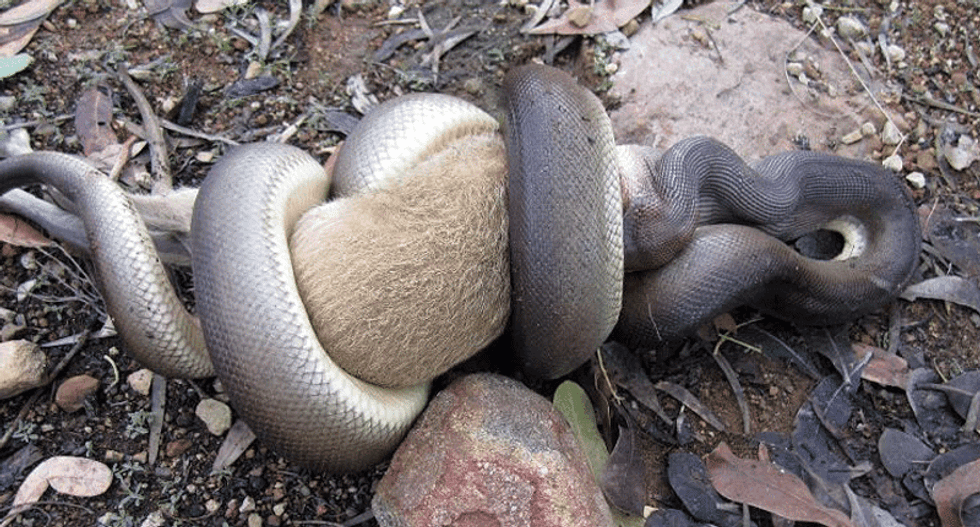 Python devours wallaby in giant meal as Australian ranger watches