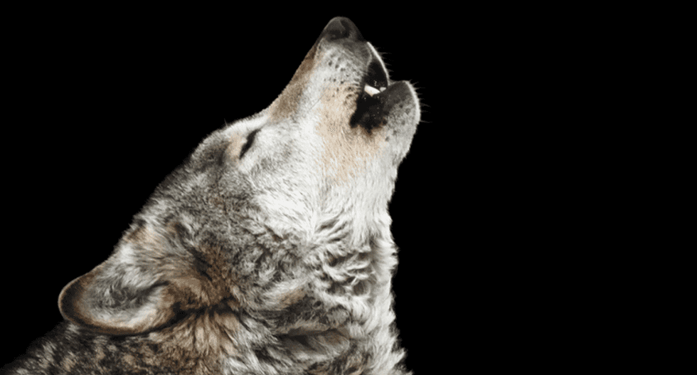 Discovery Channel filmmaker: Wildlife documentaries are often fabricated sensationalism