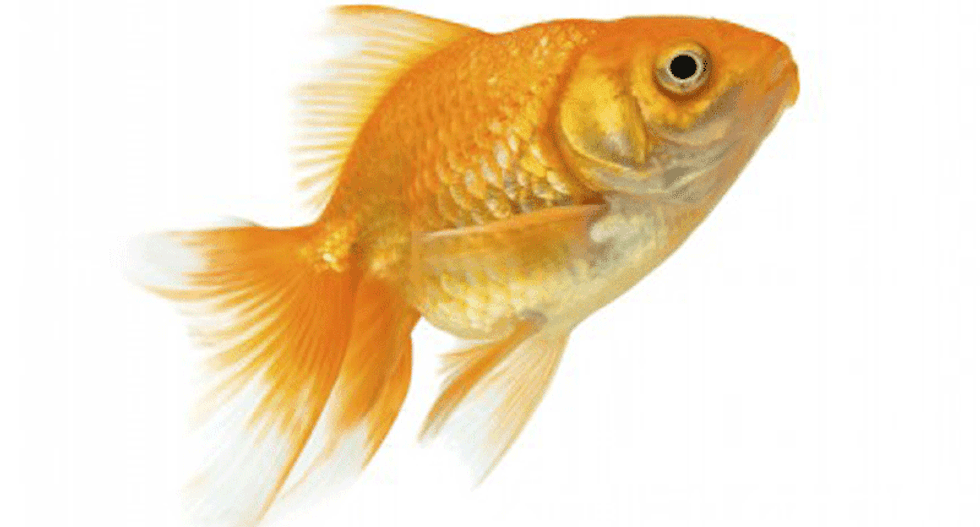 Surgery goes swimmingly for constipated gold fish
