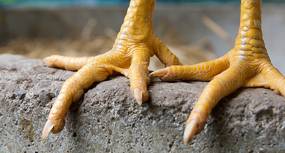 Forget coffee -- you may be drinking chicken feet and bones tomorrow morning