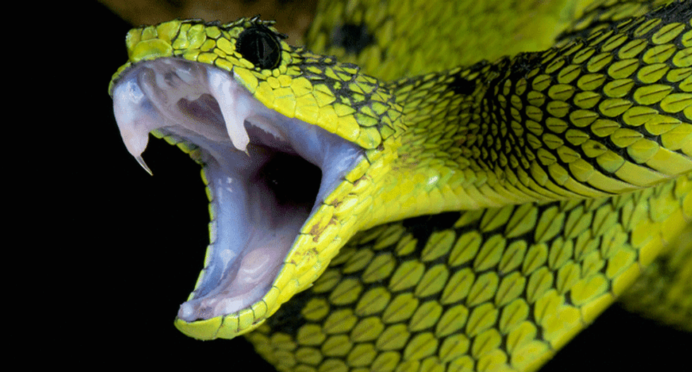 Snakes are 70 million years older than scientists previously thought