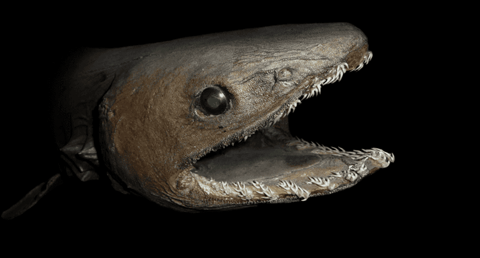 'Horrific' pre-historic shark makes a rare appearance in Australian waters