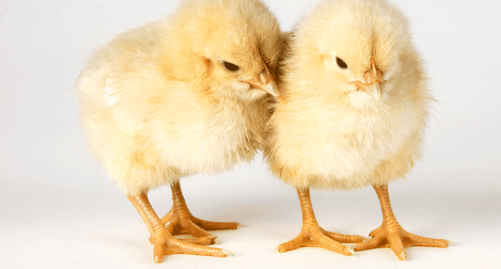 Baby chicks can count, study says