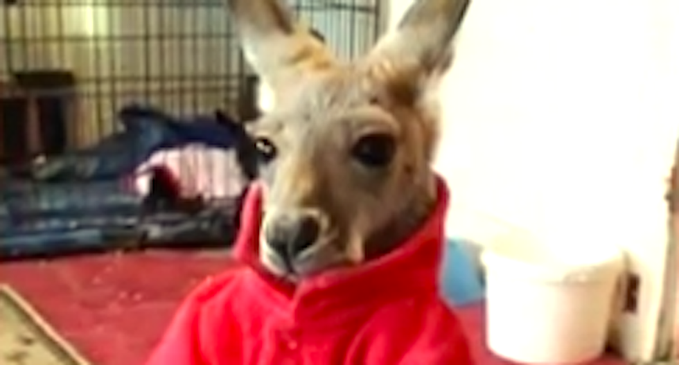 Wisconsin woman kicked out of McDonald's over kangaroo 'service animal'
