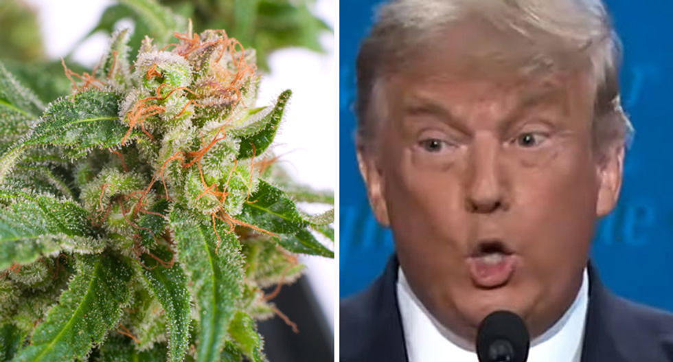 Backfire: Pot dispensary's MAGA Election Day promotion goes up in smoke