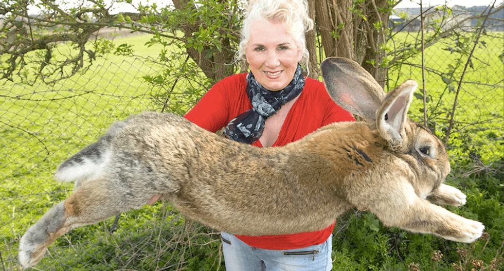 Giant rabbit dies on United Airlines flight to United States