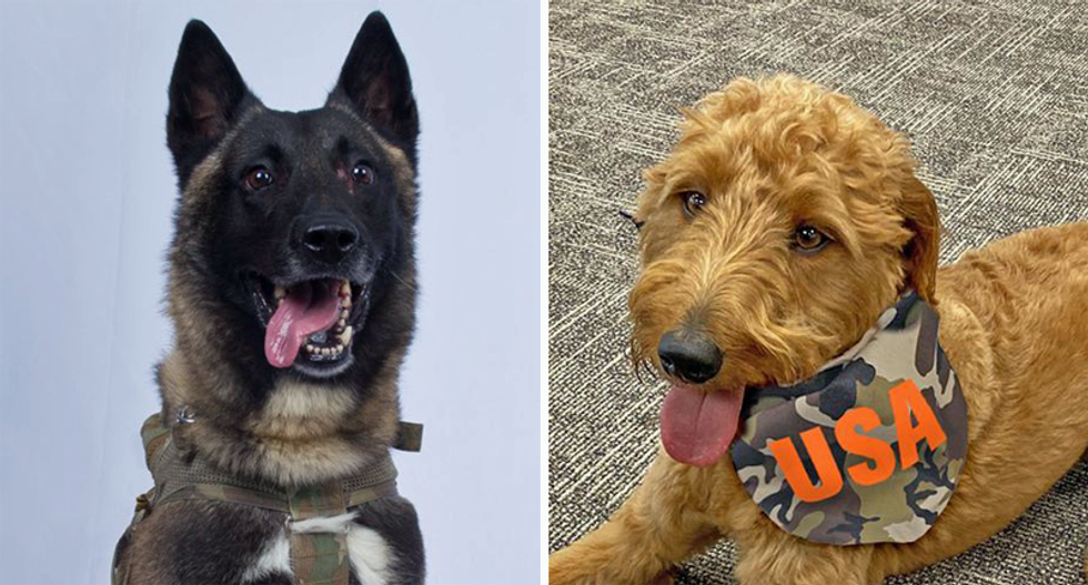 Trump campaign tries to profit off of military dog in Baghdadi’s death