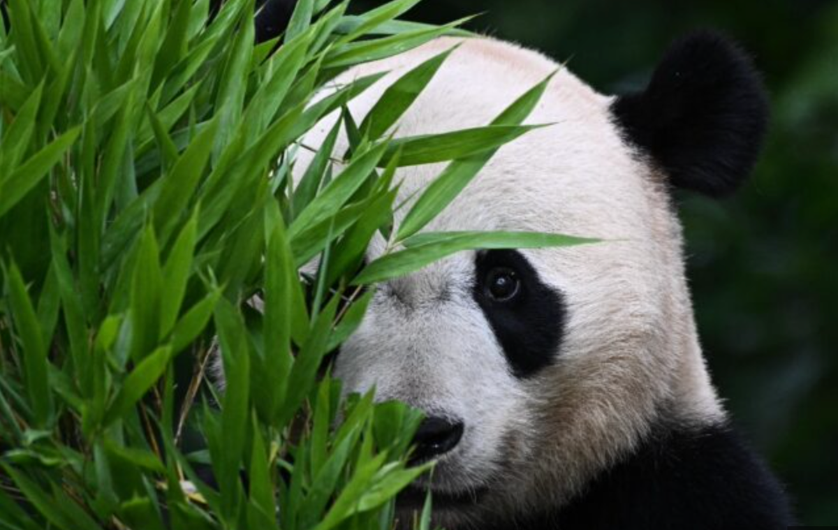 Foreign-born pandas join China’s efforts to boost wild population