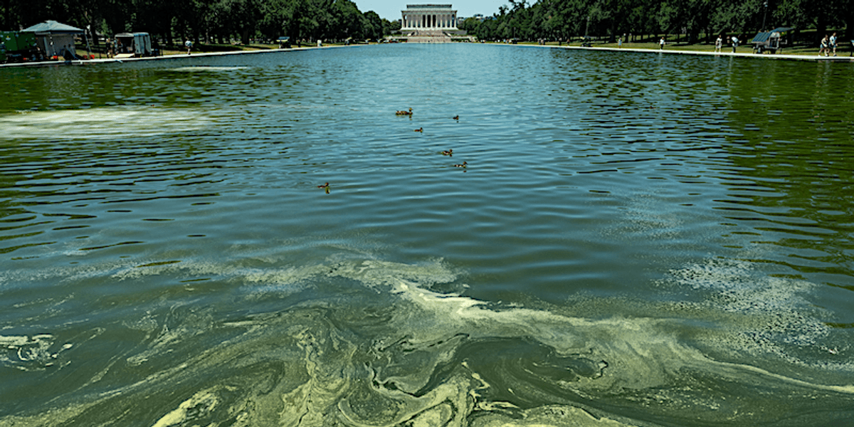 Cnn Question Reflecting Pool CNN plumbs depths of 'green as heck' Reflecting Pool's algae ...