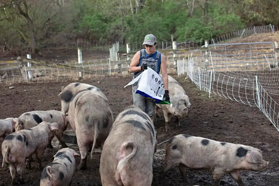 Pig farmer dreamed of first ever profit — then Trump's cuts hit