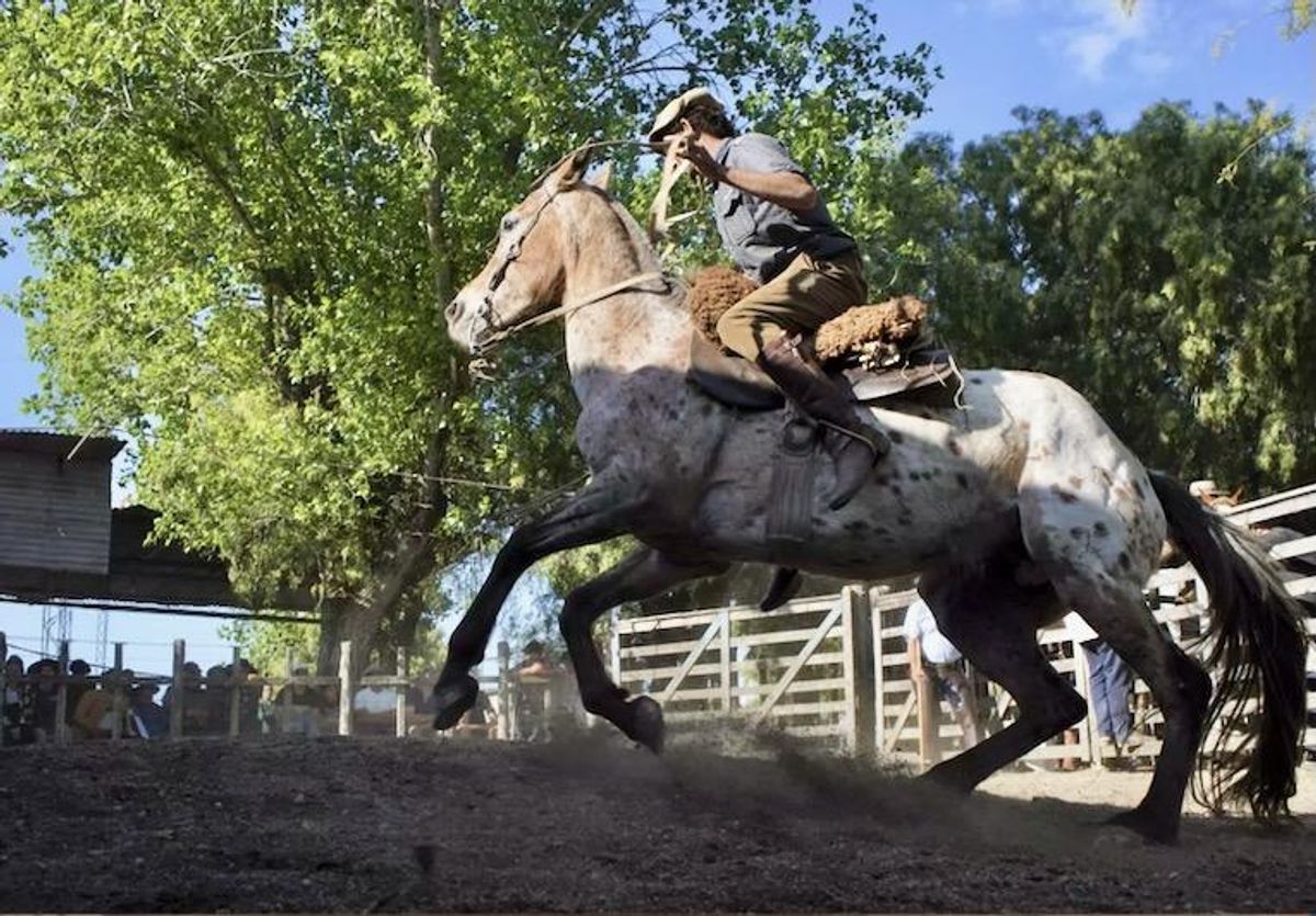 In Uruguay, an effort to save horses from foreign plates