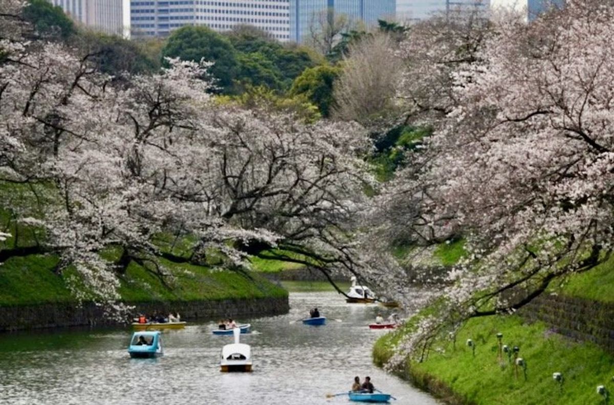 Tokyo crowds revel as cherry blossoms reach full bloom