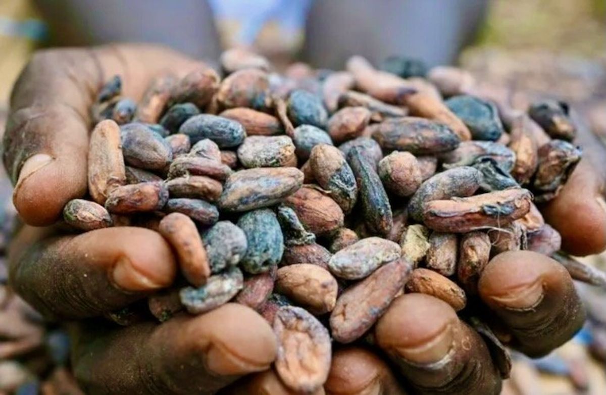 Who profits from the soaring price of cocoa?