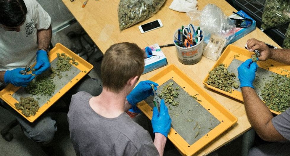 In the three harvests since November 2015, Alternative Solutions has generated $700,000 in revenue, and the owners are hoping to break even in three or four years (AFP Photo/Brendan Smialowski)