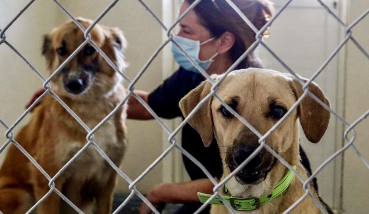 Outrage in Qatar after 29 dogs, puppies shot dead Raw Story