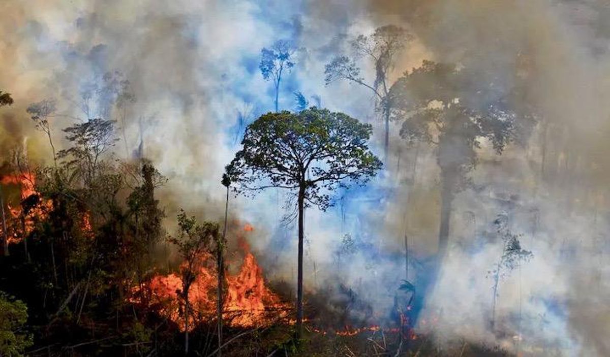 Is the Amazon rainforest on the verge of collapse?
