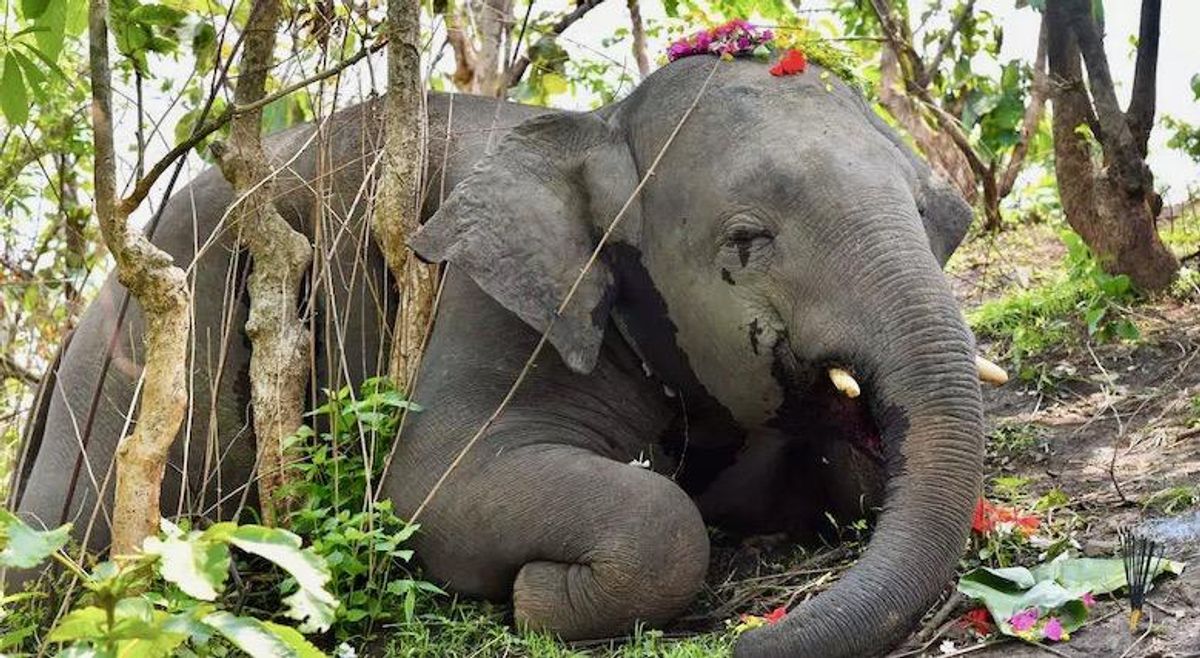 India probes death of 18 elephants 'hit by lightning'