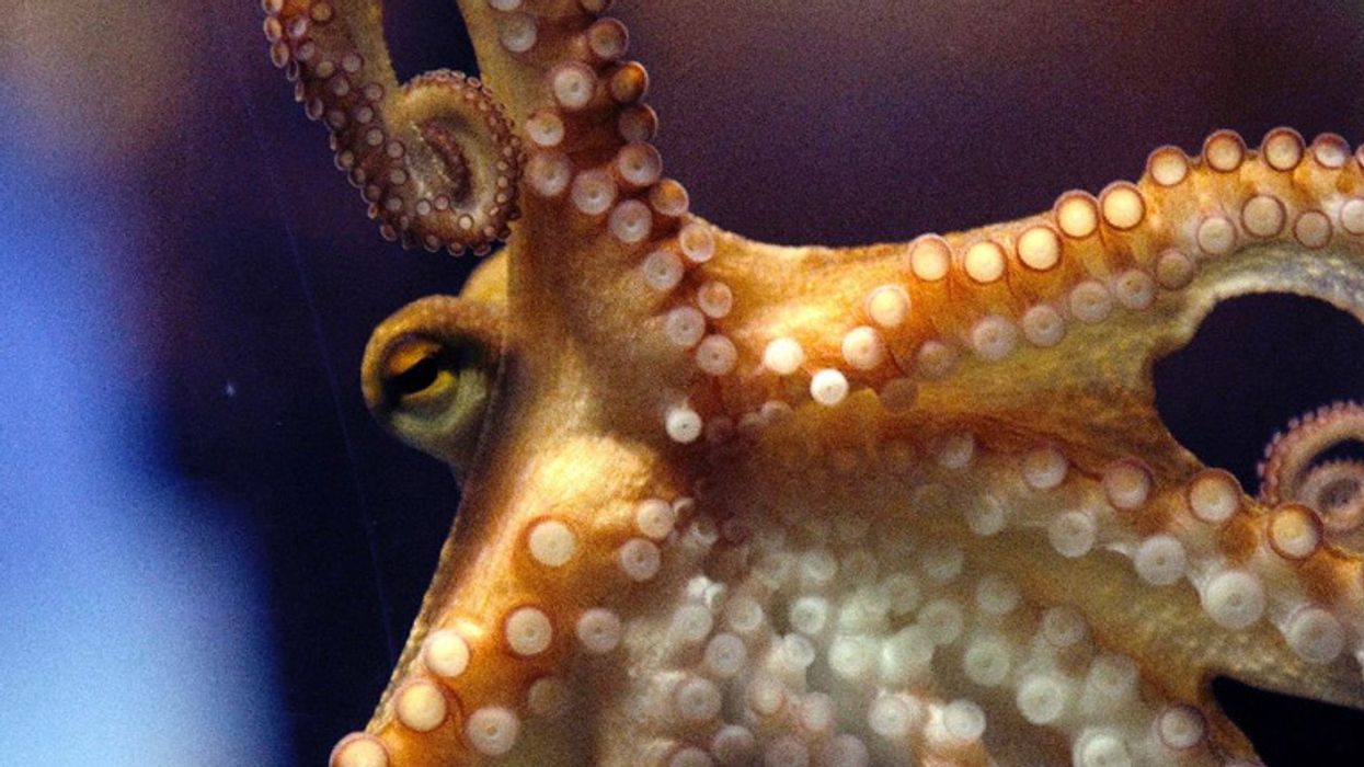 Evolutionary tree of life: modern science is showing how we got so much wrong