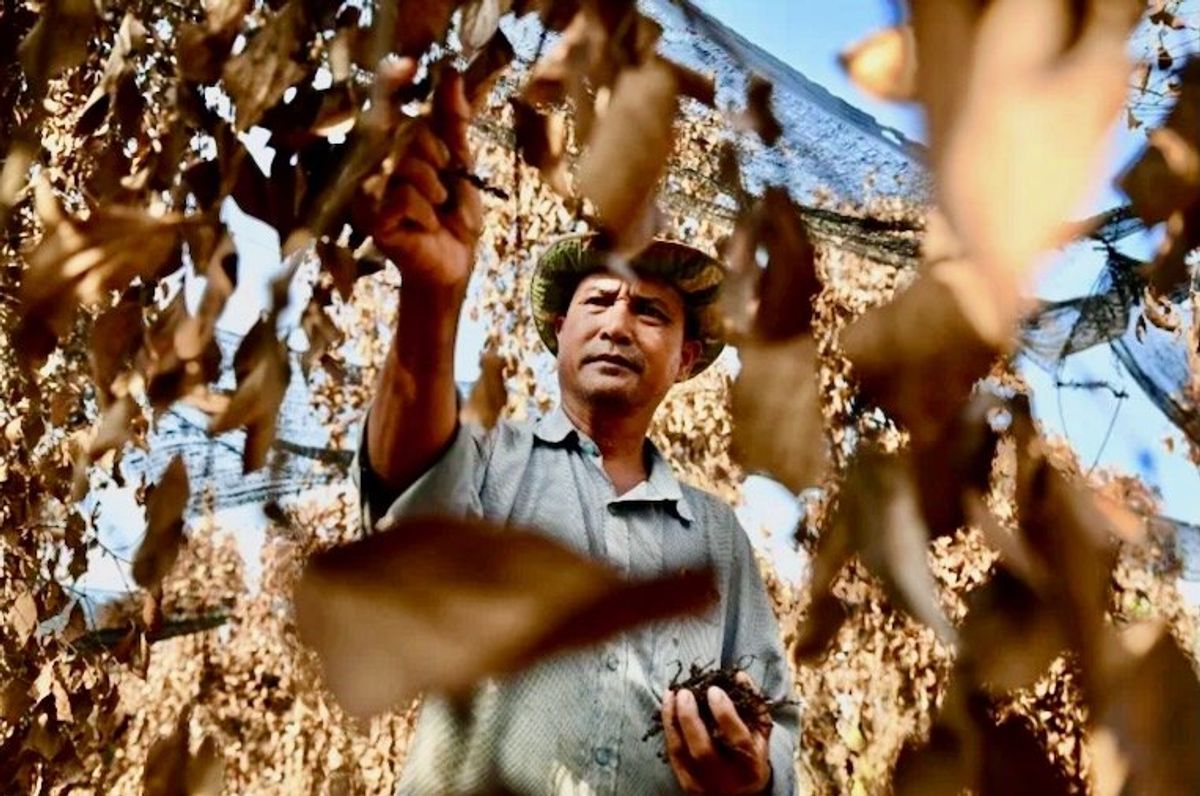 Cambodia's famed Kampot pepper withers in scorching heatwave