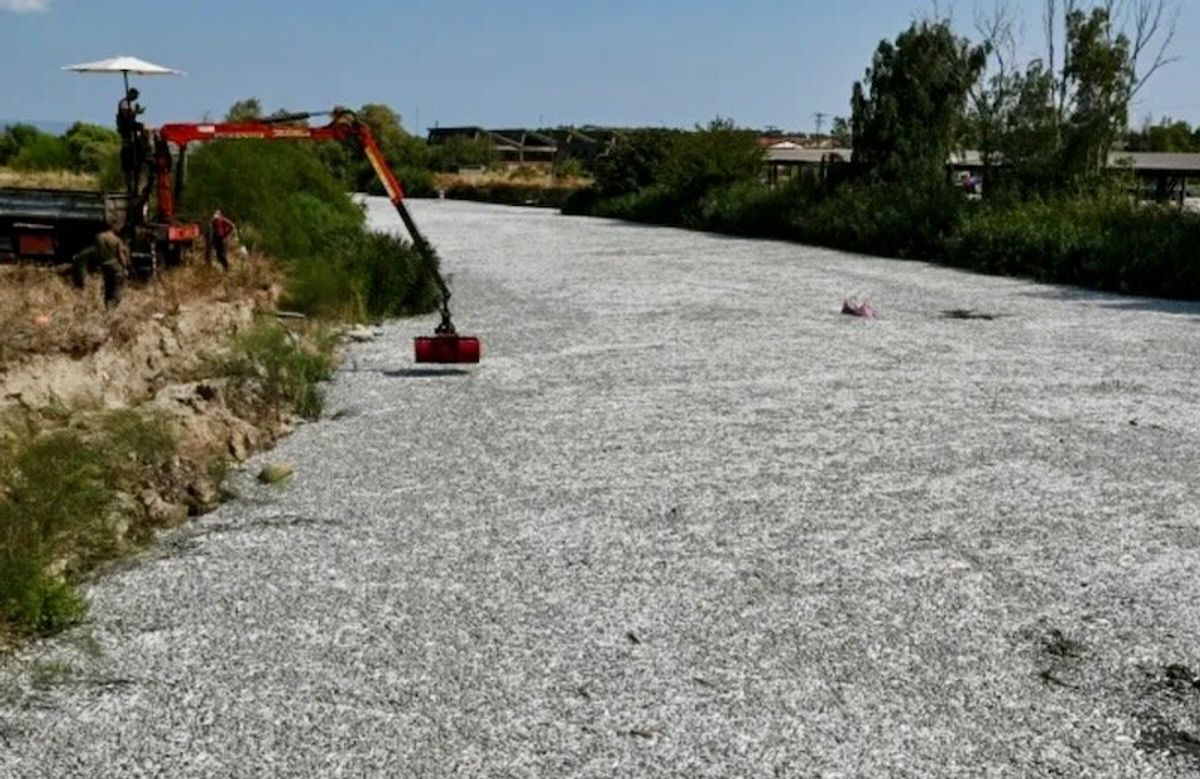 Greek port city in a state of emergency over flood of dead fish