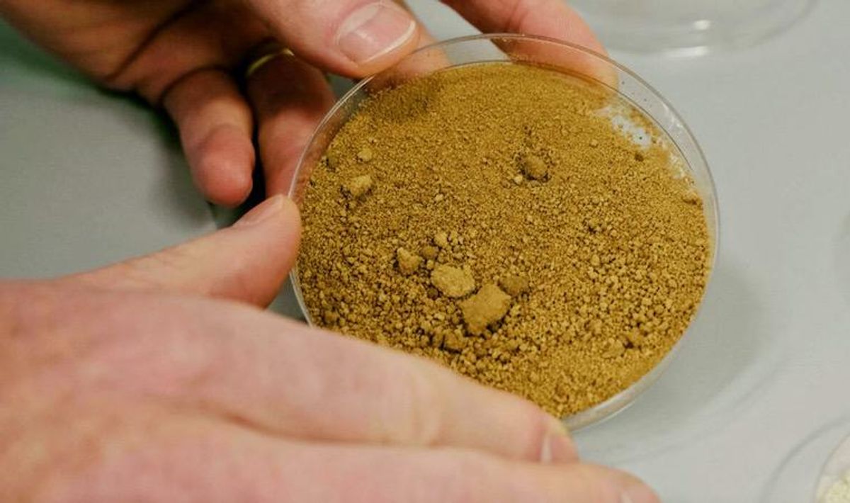 Finnish scientists create 'sustainable' lab-grown coffee