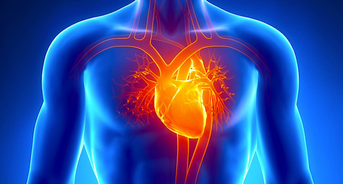 Engineering mini human hearts to study pregnancy complications and birth defects