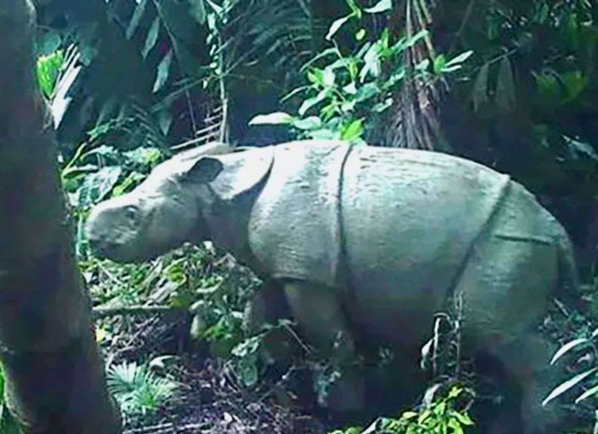 Another rare Javan rhino calf spotted at Indonesia park