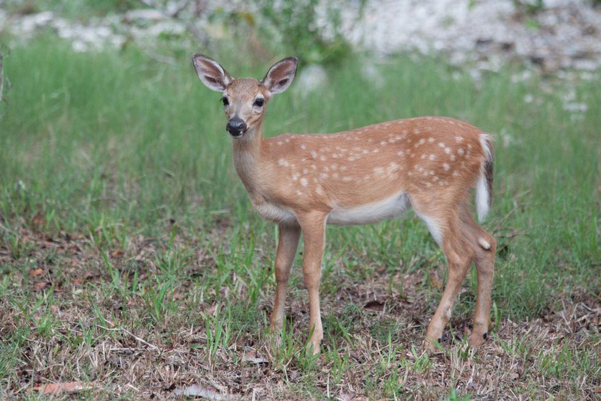 Mammals became warm-blooded later than thought: study