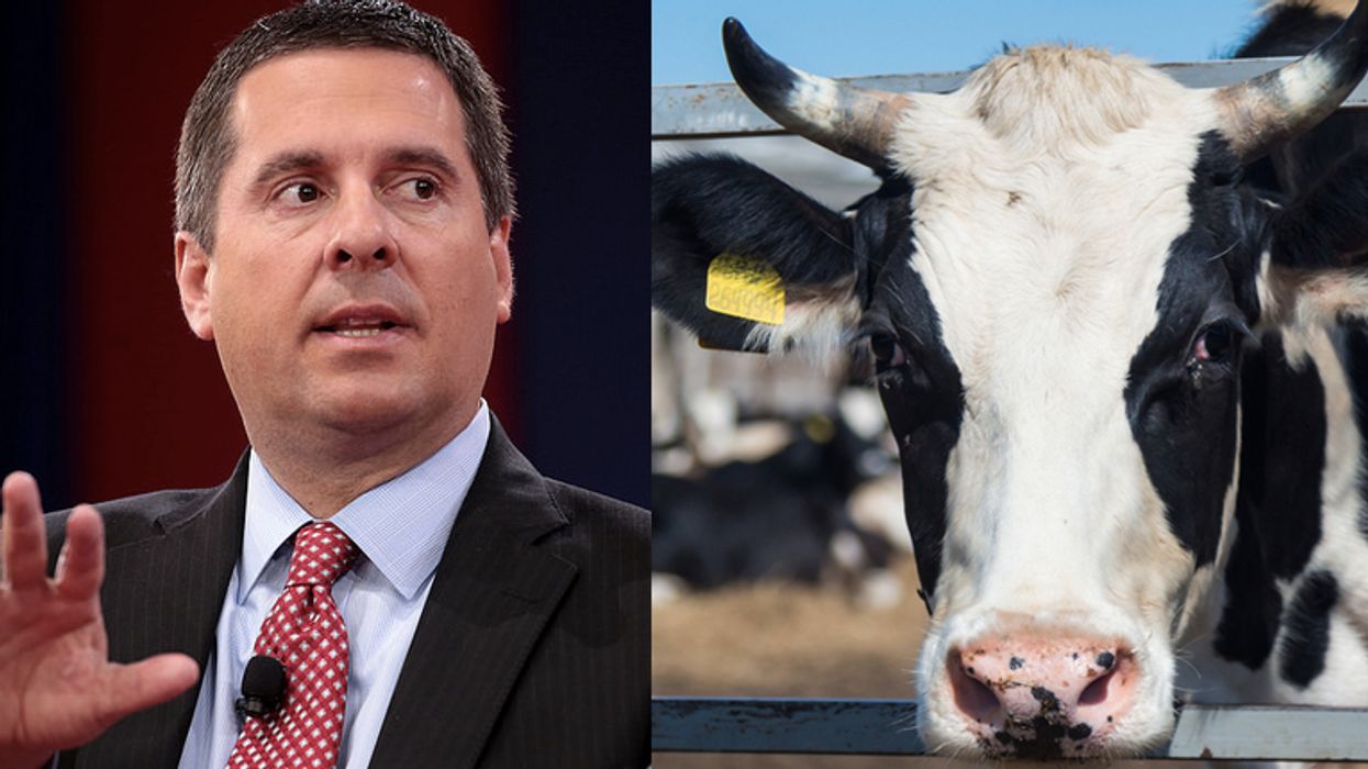 Devin Nunes retirement news ignites wave of mockery: 'He's leaving to spend more time with his cow'