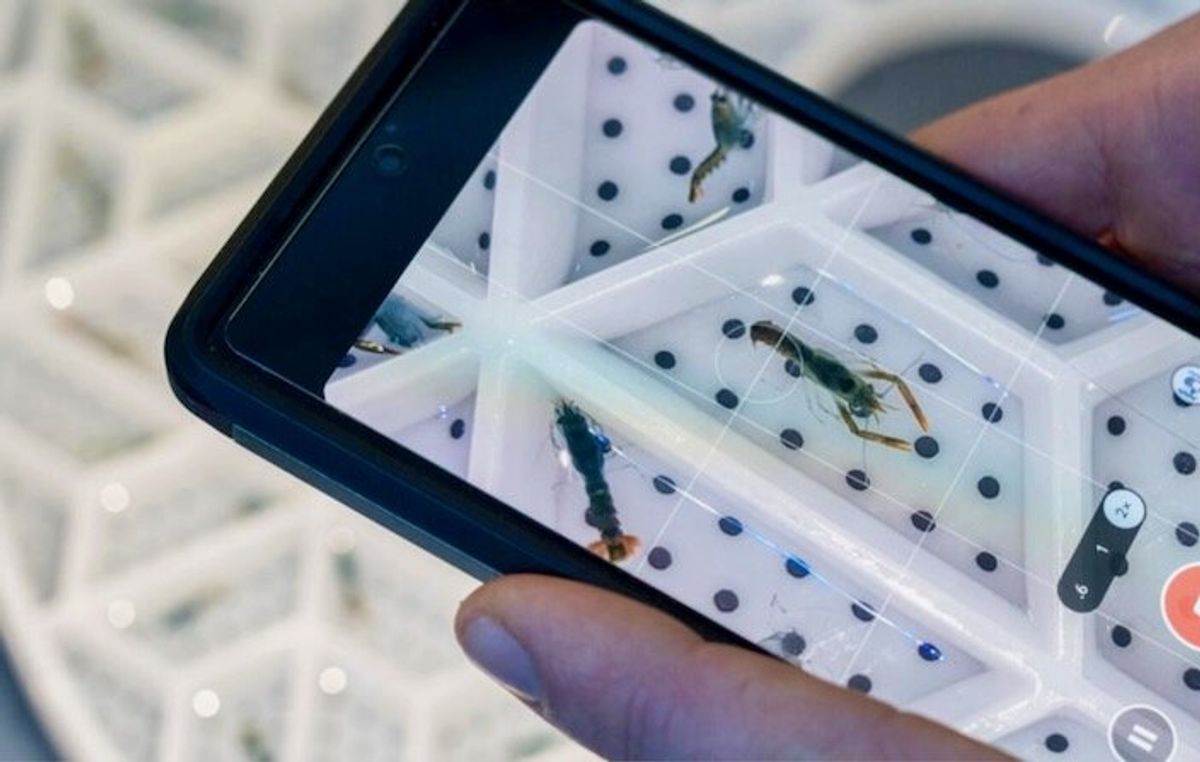 Pincered at sea, lobsters get new hope on land in UK