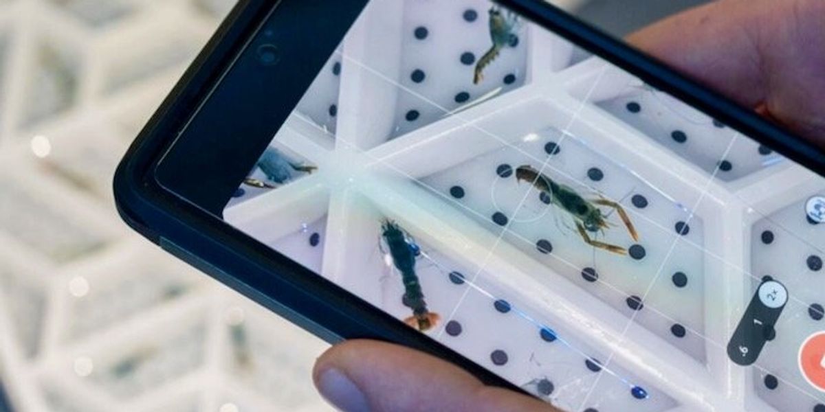 From The Depths To The Land: The Land Based Lobsters' Incredible Survival Story - hui3u06