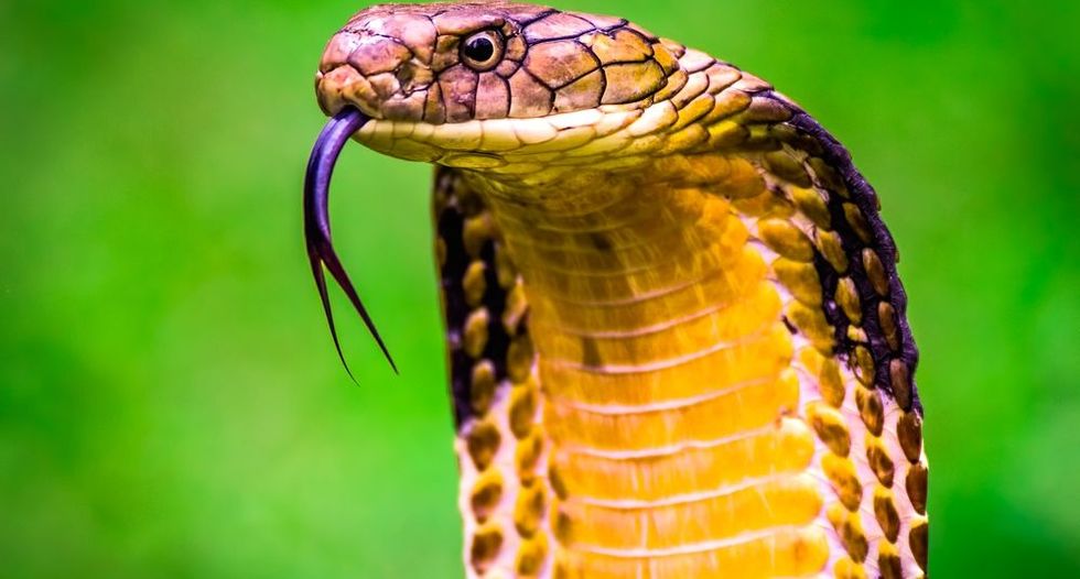 Search for a snakebite drug might lead to a COVID treatment, too
