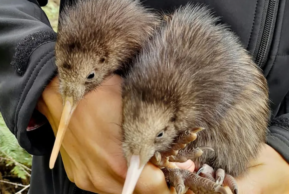 Wellington welcomes first wild-born kiwi chicks in a century
