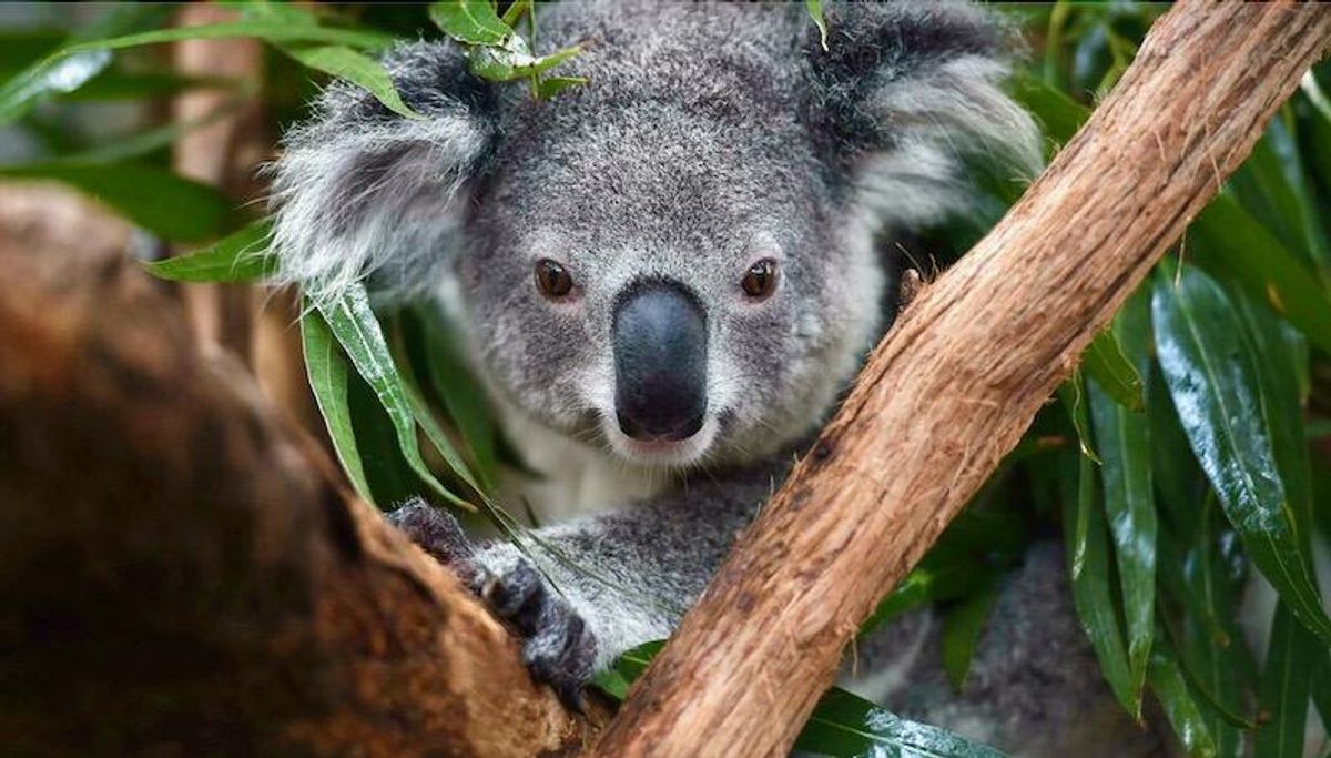Cars, chlamydia threaten Australian koalas