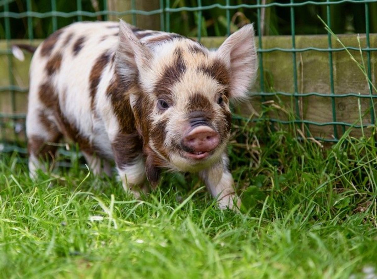 Pigs called in to deep-clean Champagne vineyards