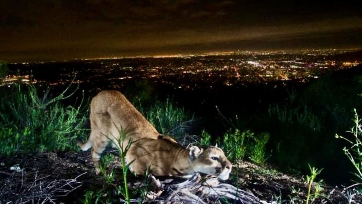 Cougars of LA imperiled by more frequent wildfires