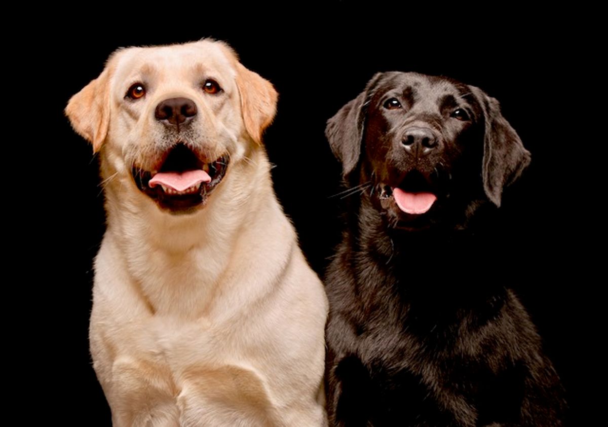 Contrary to popular belief, a dog's breed won't predict behavior