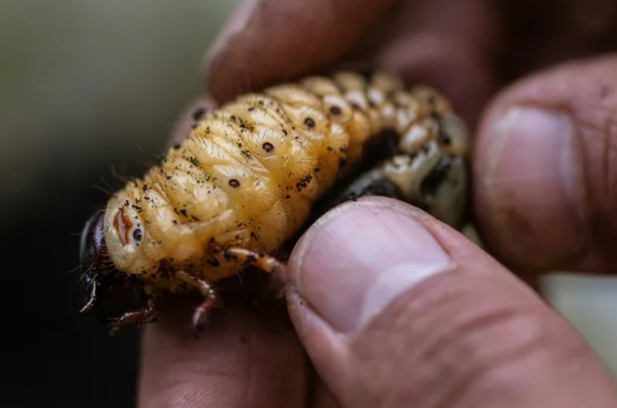 In Colombia, hungry beetle larvae combat trash buildup