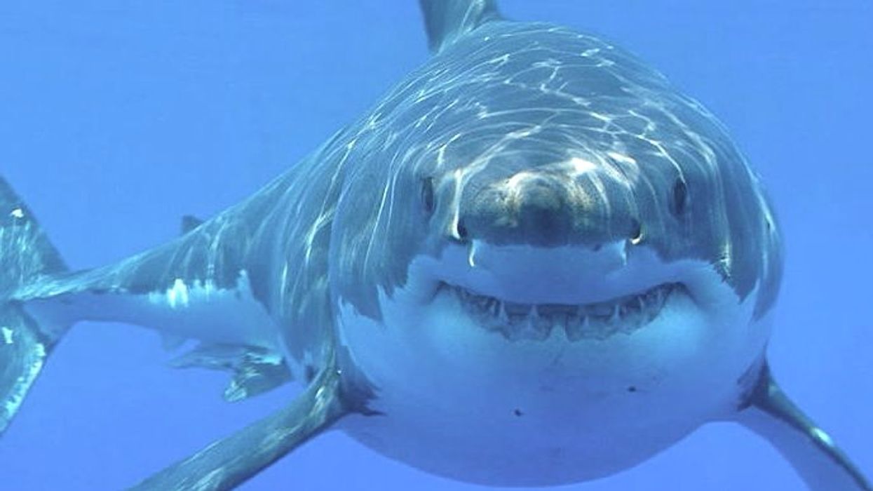 ‘Jaws’ portrayed sharks as monsters, but it also inspired a generation of shark scientists