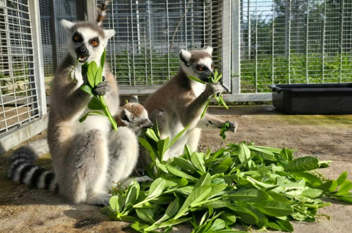 Thailand to return nearly 1,000 trafficked lemurs, tortoises to Madagascar