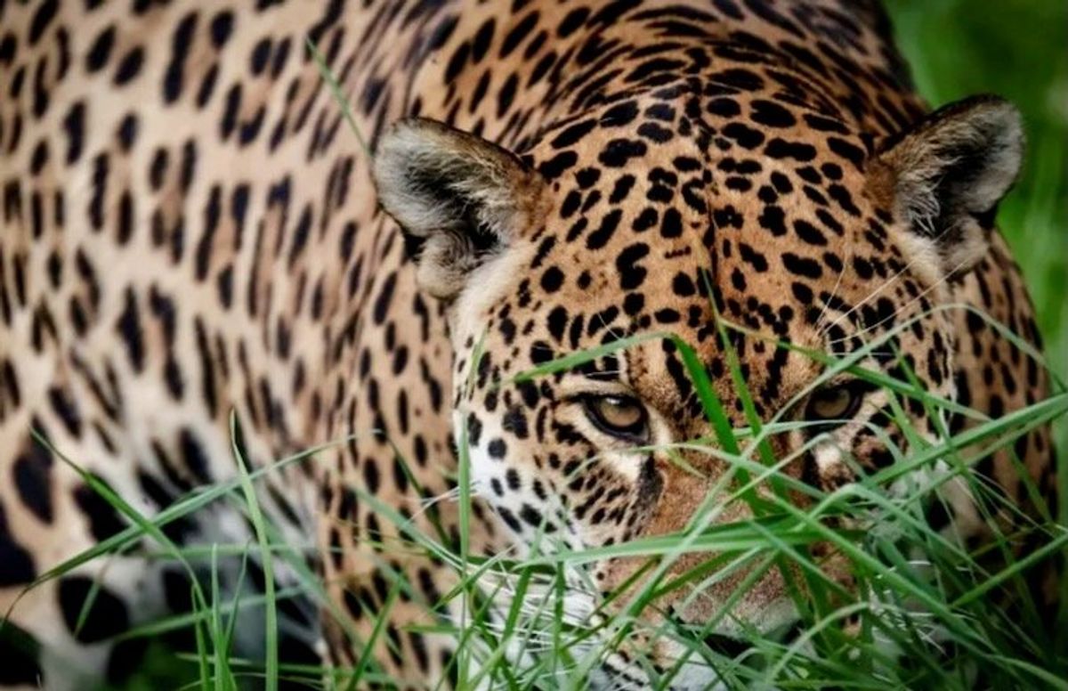 Wildlife populations plunge 73% since 1970: WWF