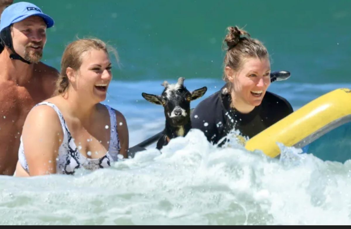 Goat vibrations: Animals teach surfers in California