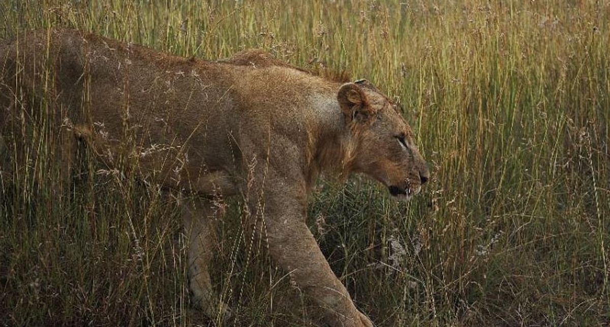Animals have evolved to avoid overexploiting their resources – can humans do the same?