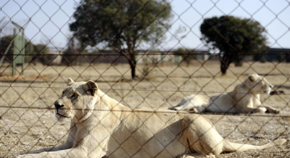 South Africa to end captive lion breeding for hunting
