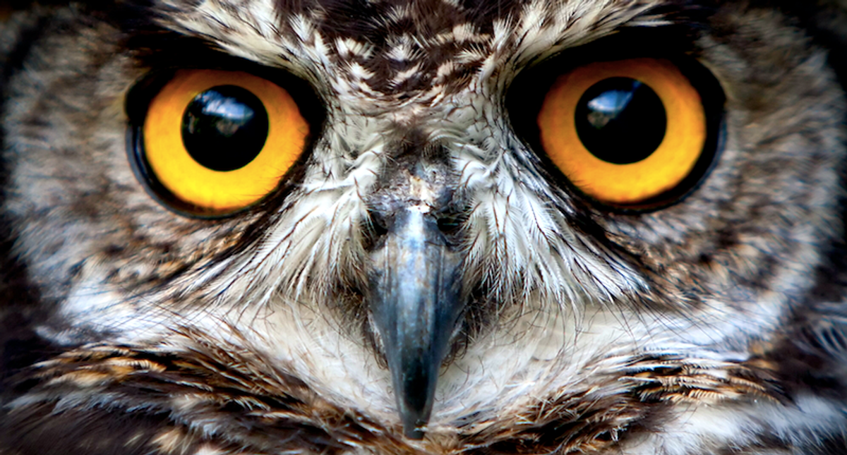 Knowing if you’re a night owl or an early bird could help you do better on tests and scams