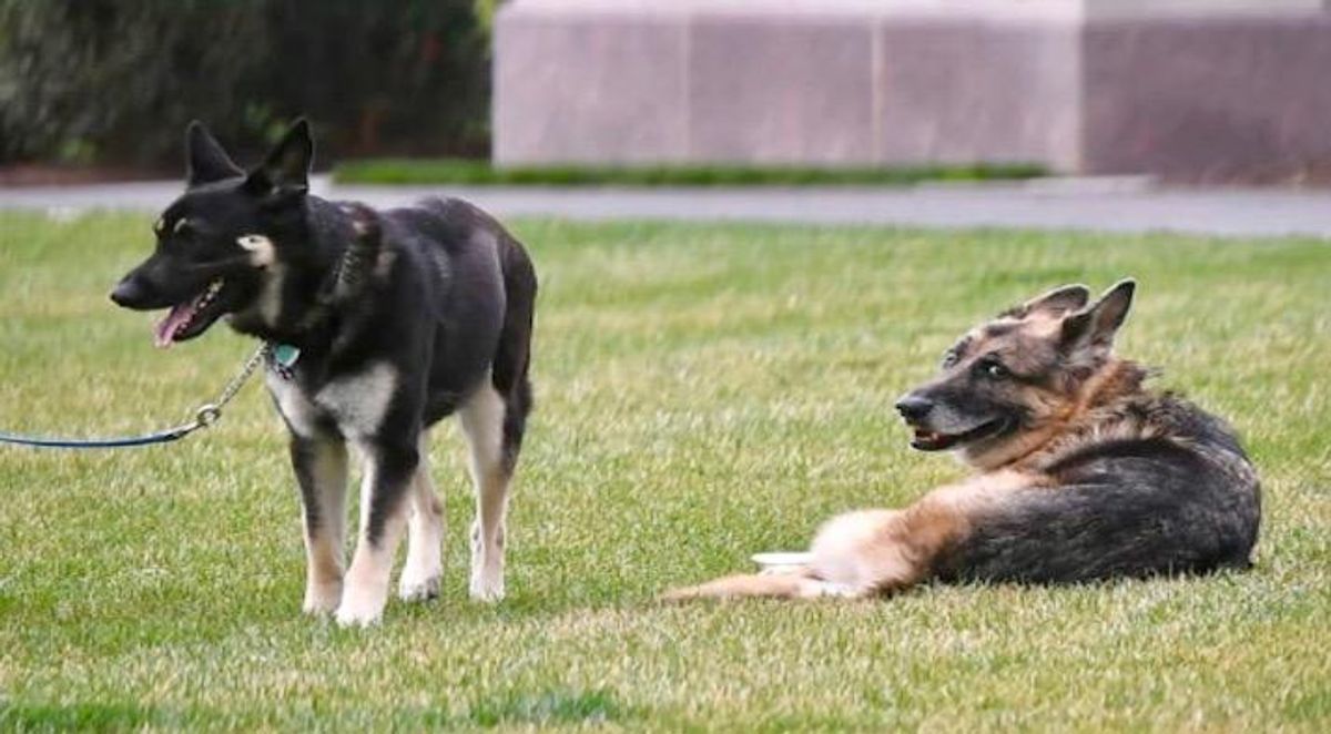 Bidens' dog Major leaves White House again -- to receive new training