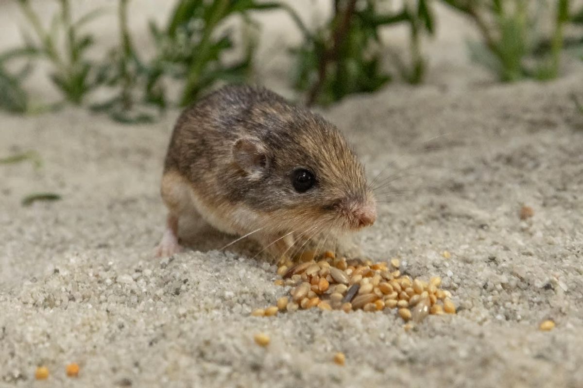 I collect mice from Philly homes to study how they got so good at urban living
