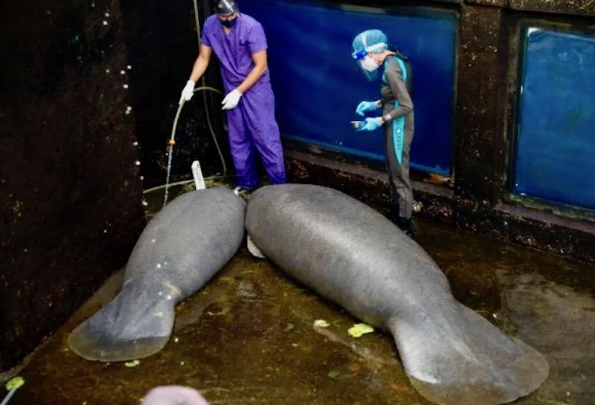 Investigation into who etched 'Trump' on manatee's back