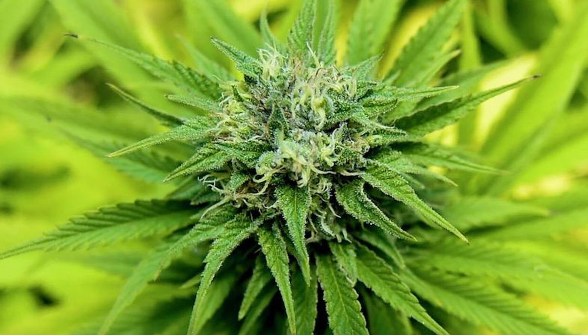 Smoke signals: US House to vote for cannabis decriminalization